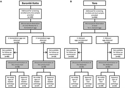 Schistosomiasis Burden and Its Association With Lower Measles Vaccine Responses in School Children From Rural Cameroon